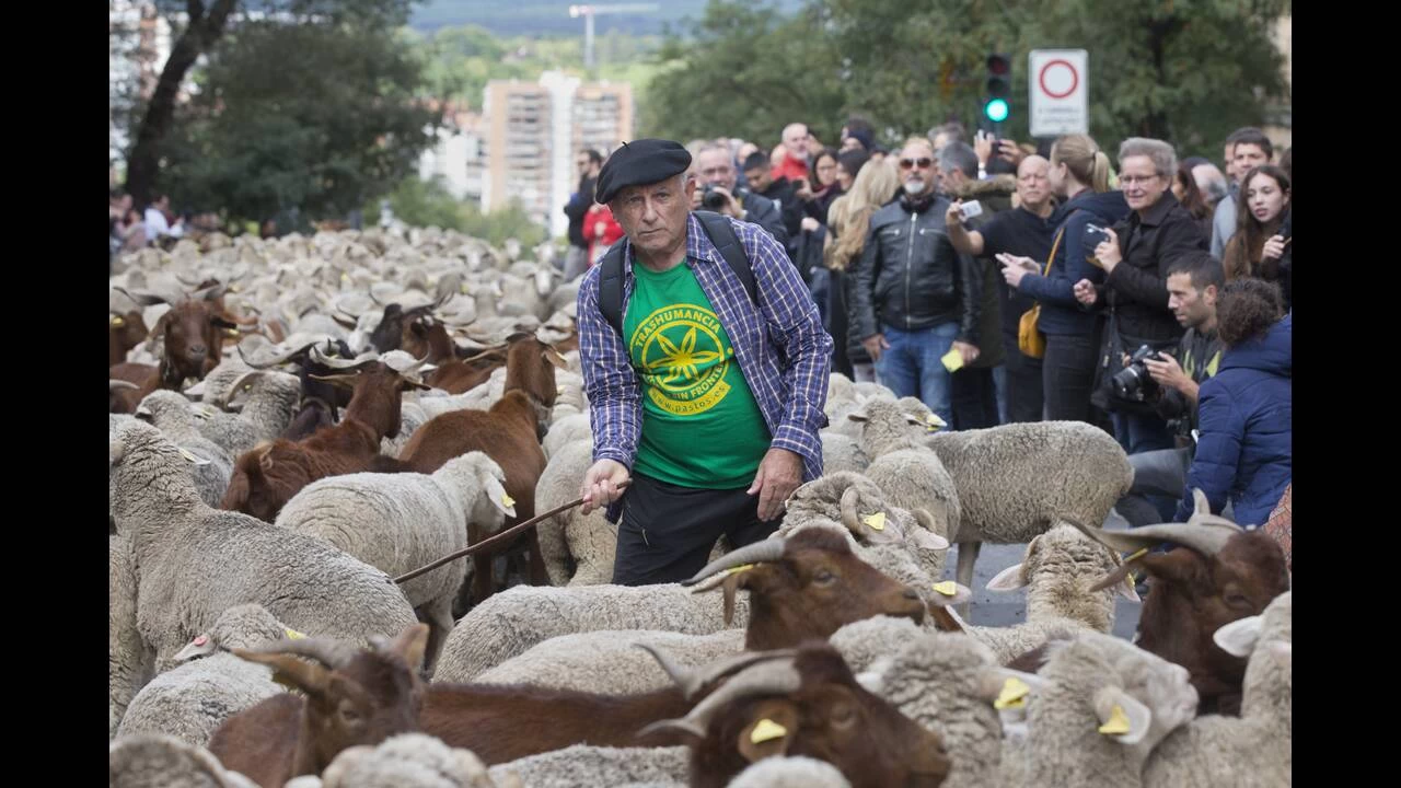 Γιατί χιλιάδες πρόβατα κατέκλυσαν τους δρόμους της Μαδρίτης (εικόνες)